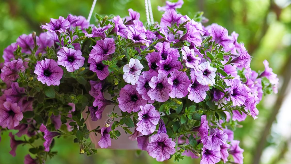 Easy methods to maintain petunias blooming – skilled recommendation for fabulous flowers