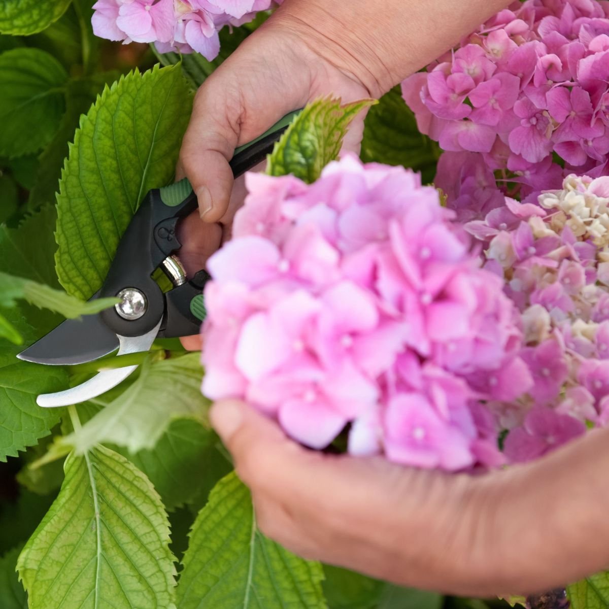 Learn how to take cuttings the Monty Don method, from fuchsias to hydrangeas